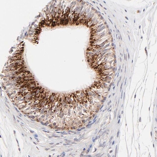 Anti-PDE4B antibody produced in rabbit