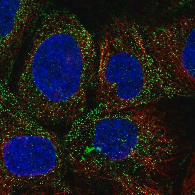 Anti-PDGFD antibody produced in rabbit