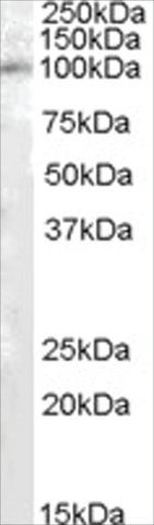 Anti-PAM/PAL antibody produced in goat