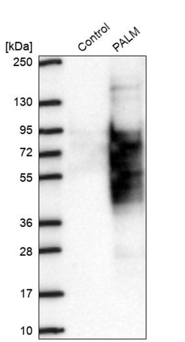 Anti-PALM antibody produced in rabbit