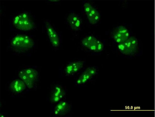 Anti-PAK1IP1 antibody produced in mouse