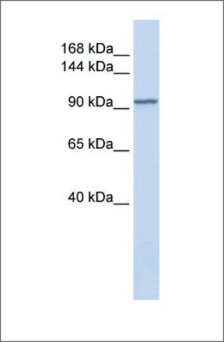 Anti-PAM antibody produced in rabbit