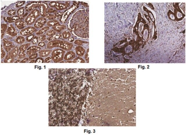 Anti-Pan DIDO Antibody