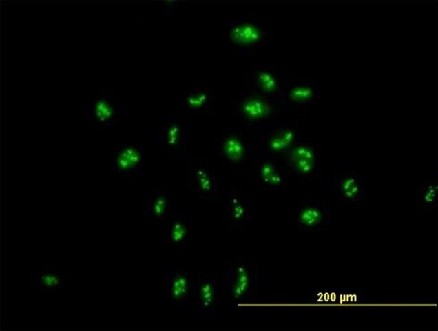 Anti-PAK1IP1 antibody produced in mouse