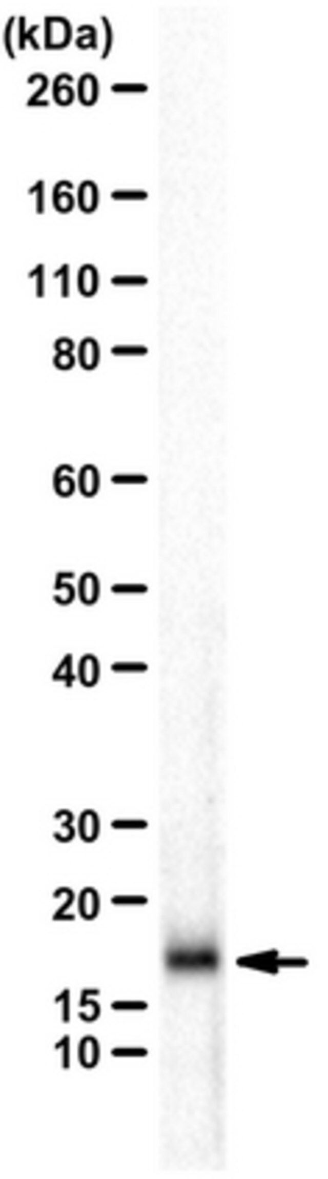 Anti-p14ARF (p19ARF)