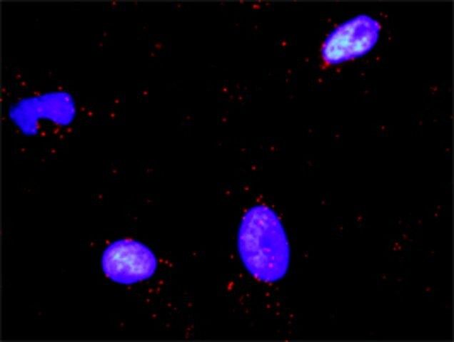 Anti-PARD3 antibody produced in rabbit