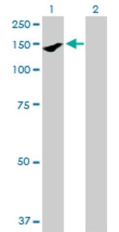 Anti-PARD3 antibody produced in mouse