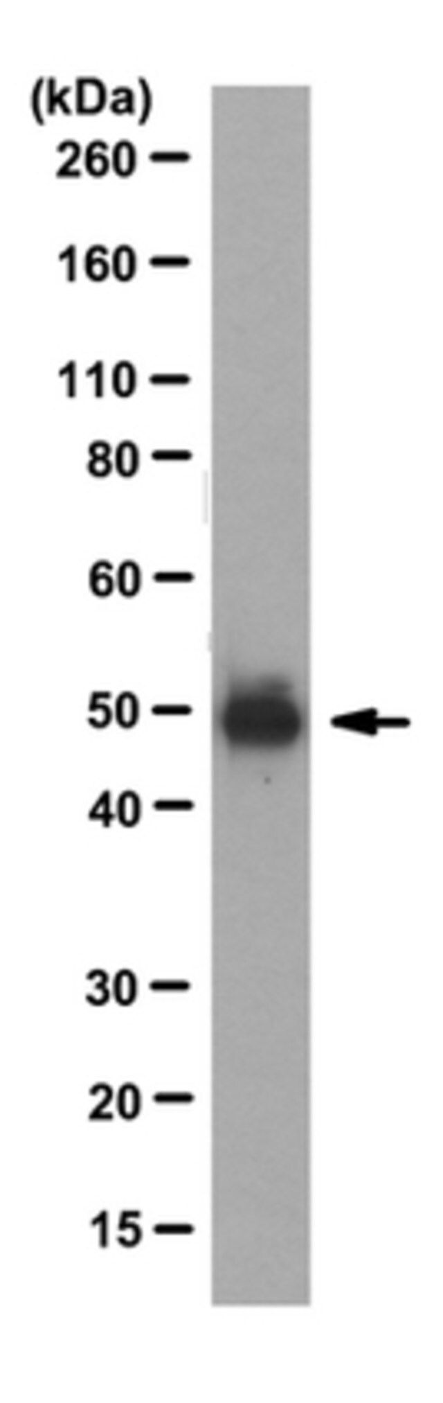 Anti-Par-2 Antibody, clone SAM11