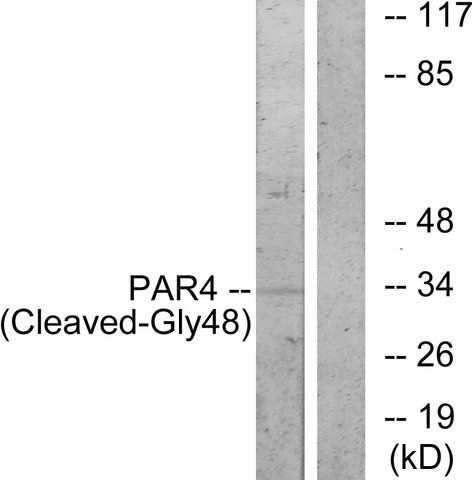 Anti-PAR4 (Cleaved-Gly<sup>48</sup>), N-Terminal antibody produced in rabbit