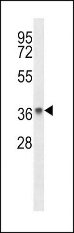 ANTI-PAQR8 (C-TERM) antibody produced in rabbit