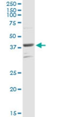 Anti-PARD6B antibody produced in rabbit