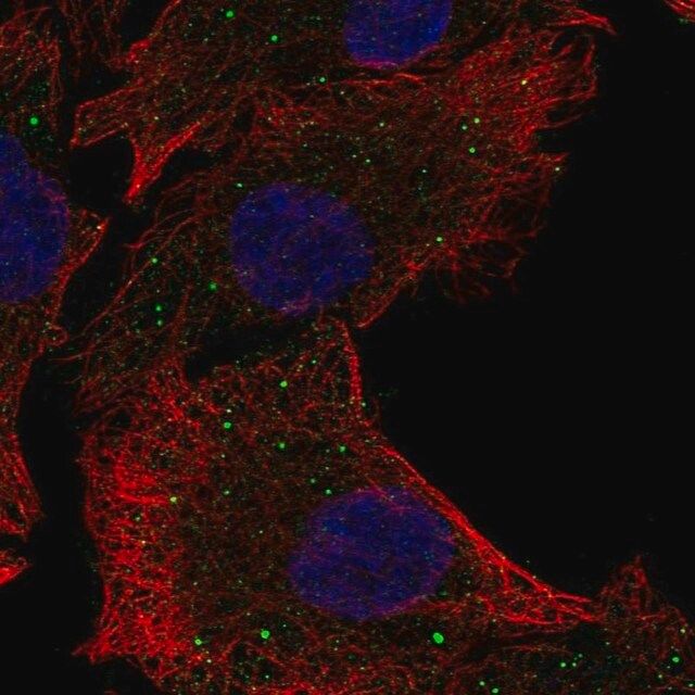 Anti-PAQR5 antibody produced in rabbit