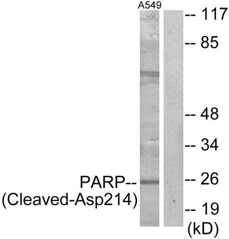 Anti-PARP (Cleaved-Asp<sup>214</sup>) antibody produced in rabbit