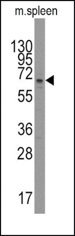 Anti-PARP3 (C-term) antibody produced in rabbit