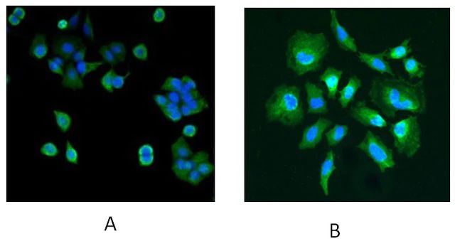 Anti-PARK7/DJ-1 antibody produced in goat