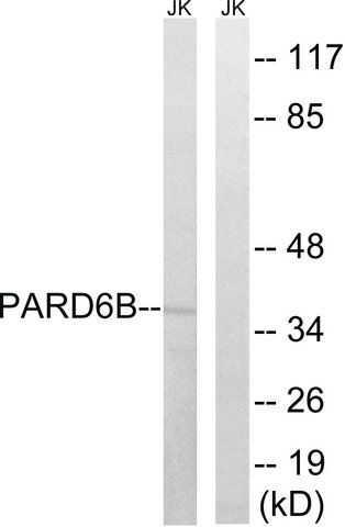 Anti-PARD6B antibody produced in rabbit