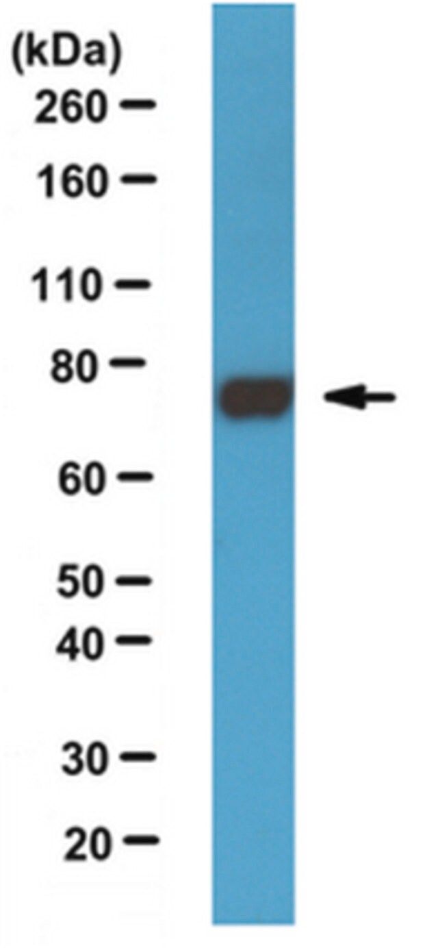 Anti-Paris/ZNF746 Antibody, clone N196/16