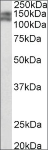 Anti-Pard3b (C-terminal) antibody produced in goat