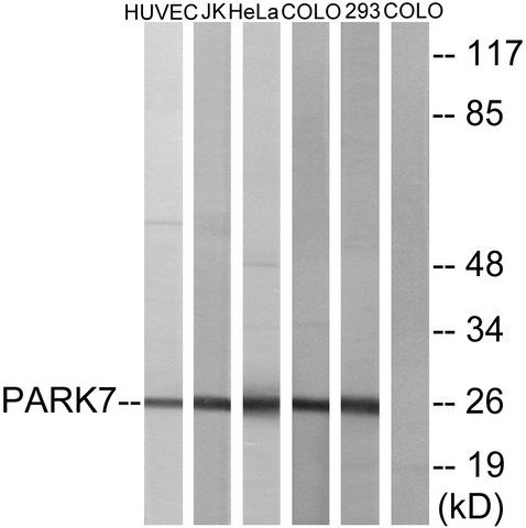 Anti-PARK7 antibody produced in rabbit