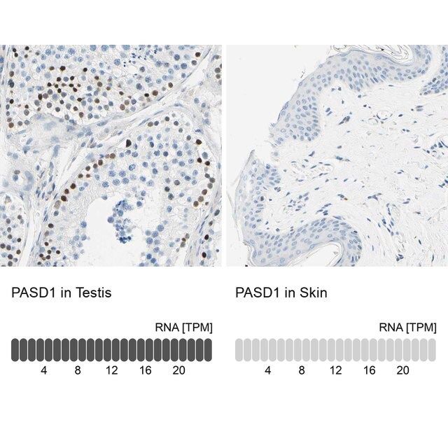 Anti-PASD1 antibody produced in rabbit