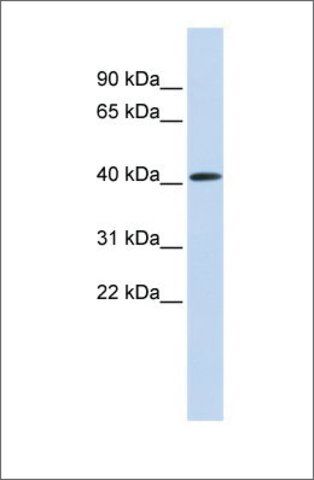 Anti-PARP11 antibody produced in rabbit