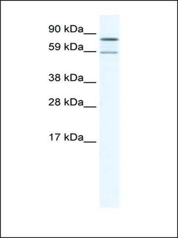 Anti-PARN antibody produced in rabbit