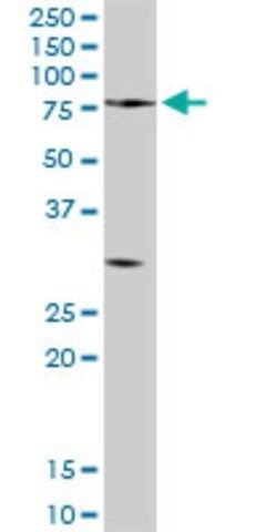 Anti-PCSK2 antibody produced in rabbit