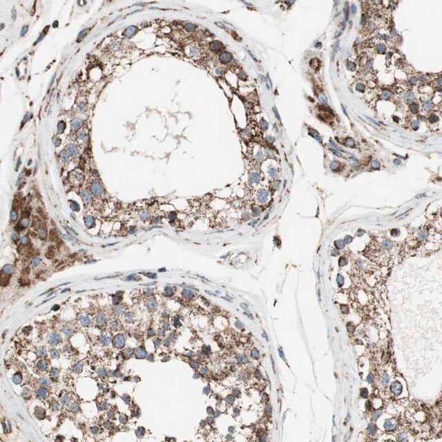 Anti-PCSK4 antibody produced in rabbit