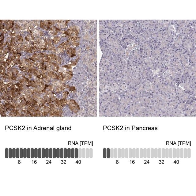 Anti-PCSK2 antibody produced in rabbit