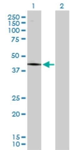 Anti-PCYT1A antibody produced in rabbit