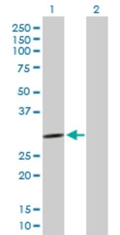 Anti-PCSK1N antibody produced in mouse