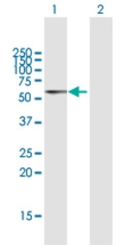 Anti-PDCD4 antibody produced in rabbit