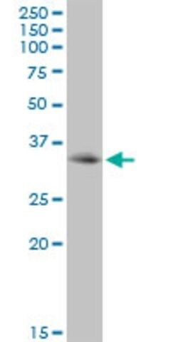 Anti-PDCD1 antibody produced in mouse