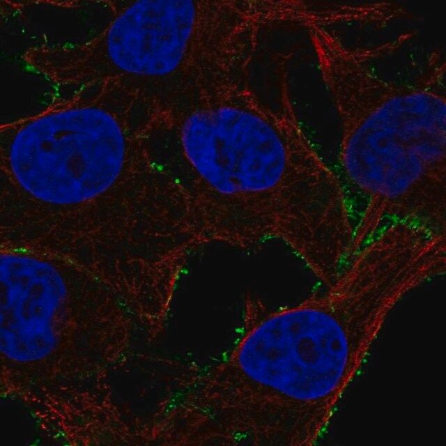 Anti-PDE4A antibody produced in rabbit