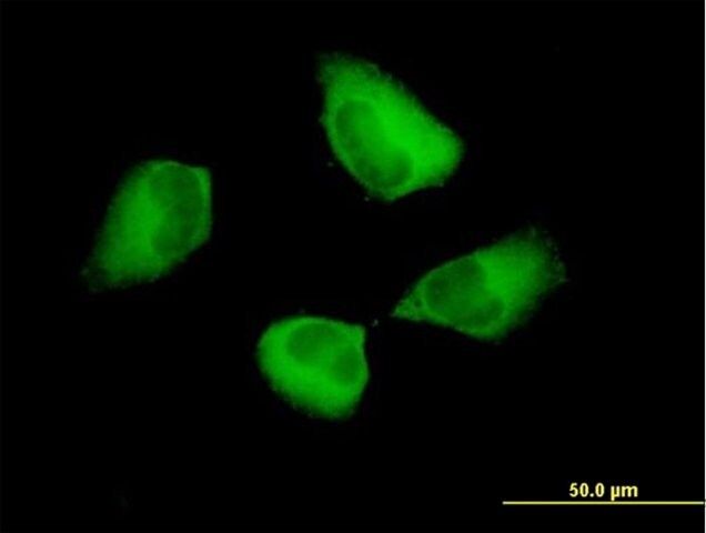 Anti-PDCD6IP antibody produced in mouse