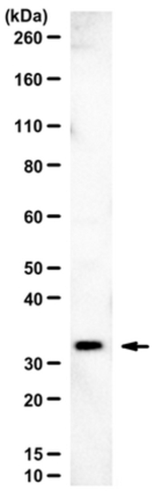 Anti-PCTP Antibody