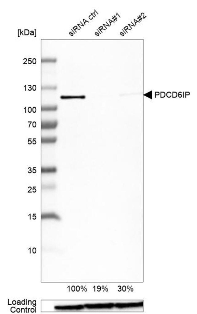 Anti-PDCD6IP antibody produced in rabbit