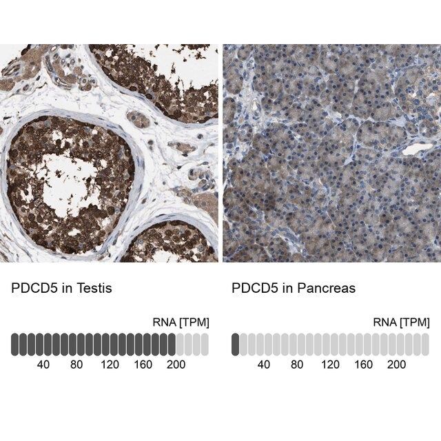 Anti-PDCD5 antibody produced in rabbit