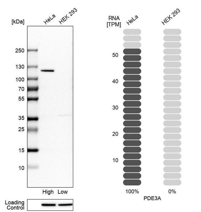 Anti-PDE3A antibody produced in rabbit