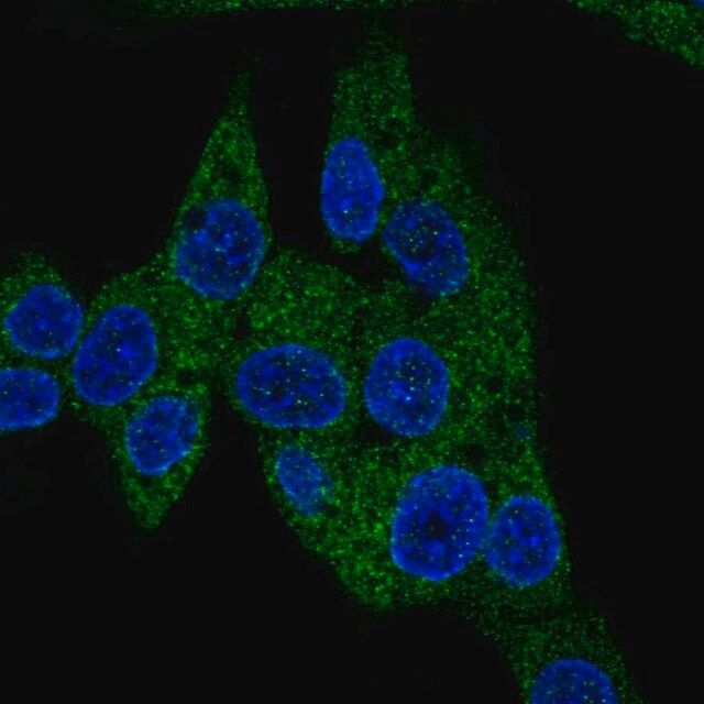 Anti-PDE3B antibody produced in rabbit