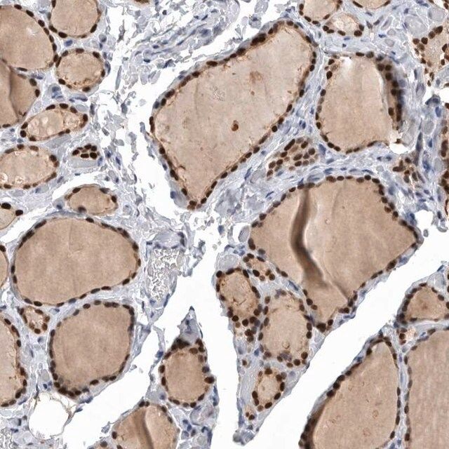 Anti-PDCD4 antibody produced in rabbit