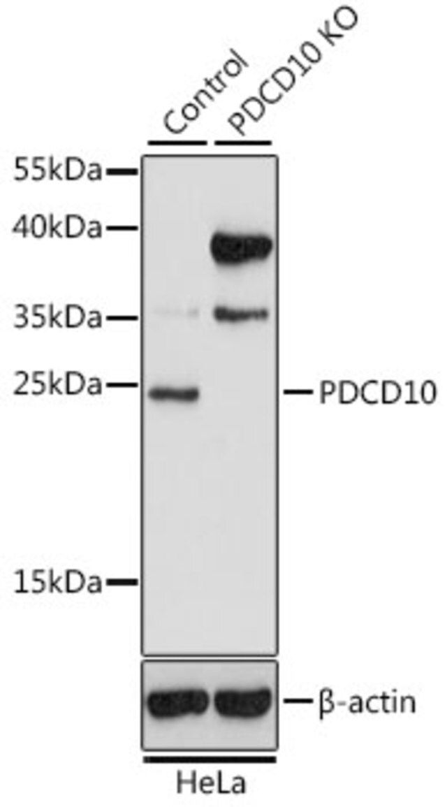 Anti-PDCD10 antibody produced in rabbit