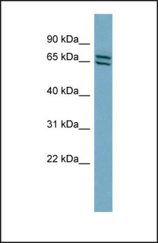 Anti-PDE1C antibody produced in rabbit