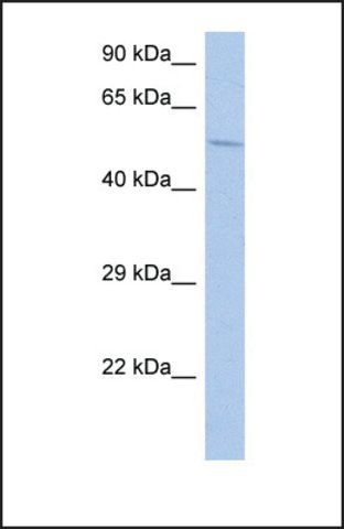 Anti-PDE1B antibody produced in rabbit