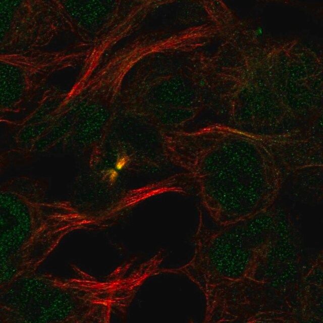 Anti-PDCD2 antibody produced in rabbit