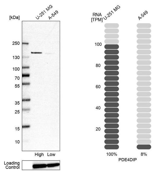 Anti-PDE4DIP antibody produced in rabbit