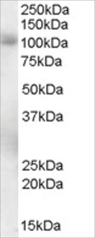 Anti-PDE5A antibody produced in goat