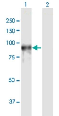 Anti-PDE4A antibody produced in rabbit