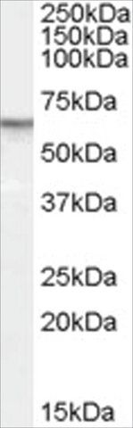 Anti-PDE11A antibody produced in goat