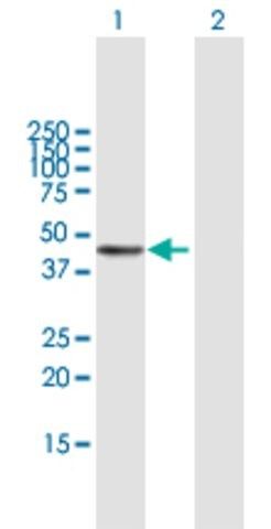 Anti-PDGFC antibody produced in mouse